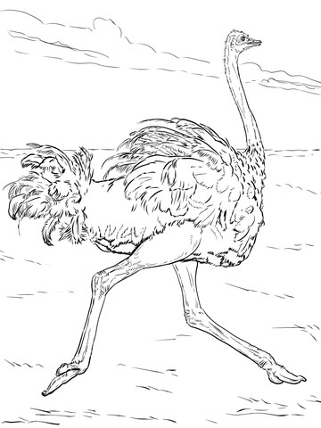 Ostrich Runs Coloring Page